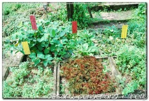 Herbs garden