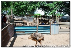 Ostrich farm