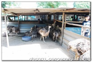 Ostrich farm