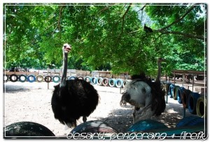 Ostrich farm