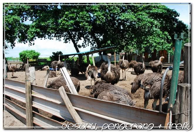 Ostrich farm