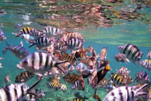 Snorkeling in Perhentian