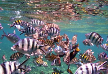 Snorkeling in Perhentian