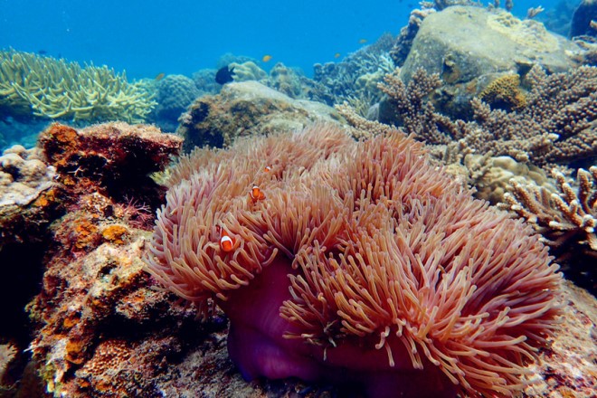 Snorkeling in Perhentian