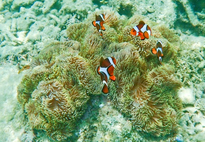 Snorkeling in front of Perhentian Island Resort