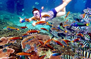 Snorkeling in Redang