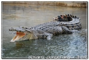 crocodile world