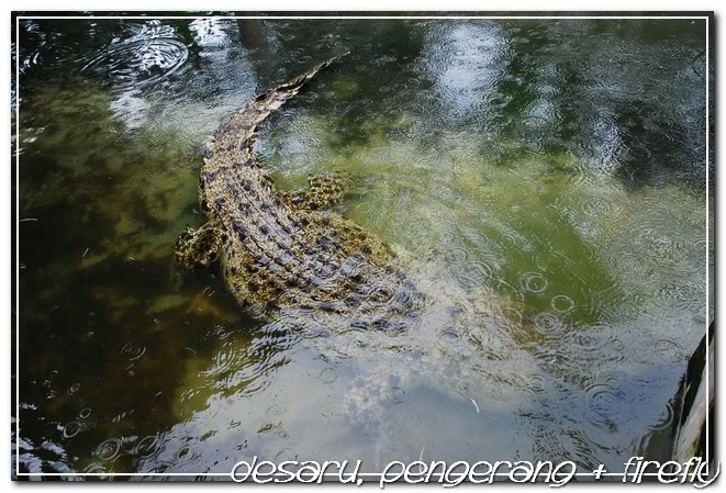crocodile world