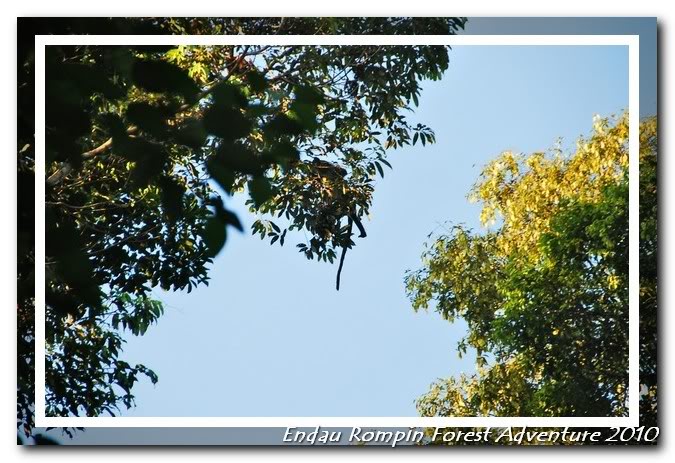 endau rompin national park monkey