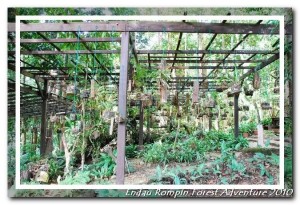 endau rompin national park orchid garden