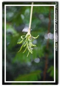 endau rompin national park tropical plant