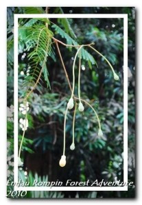 endau rompin national park tropical plant