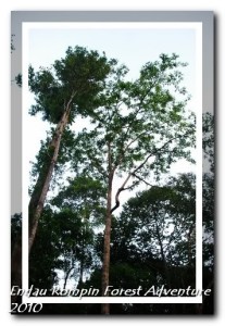 morning scene in endau rompin national park