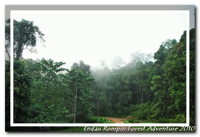 morning scene in endau rompin national park