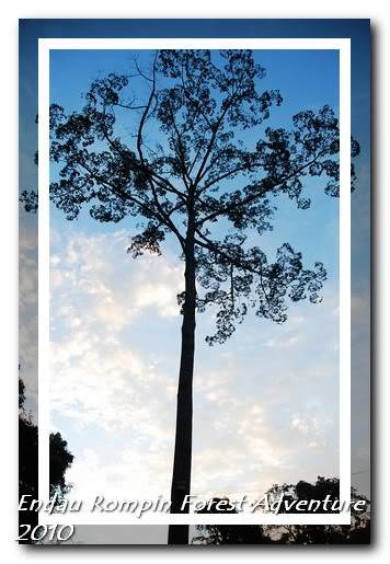 morning scene in endau rompin national park