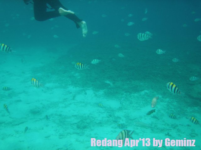 snorkeling in redang