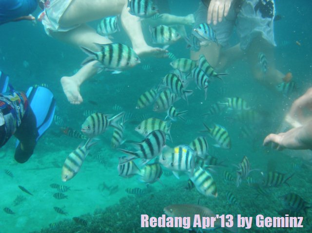 snorkeling in redang