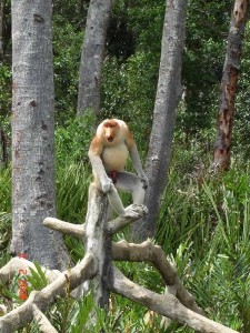 ProboscisMonkey8