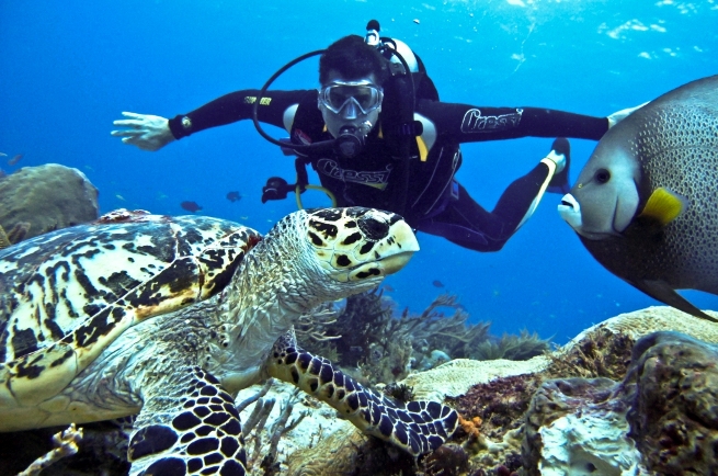 Pulau Gaya diving tour