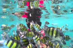 Pulau Payar Marine Park snorkeling