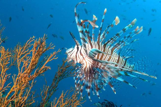 Redang Diving Tour