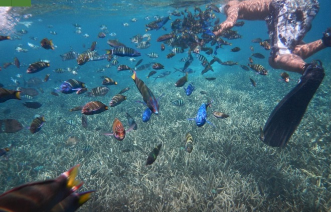 Snorkeling in Redang