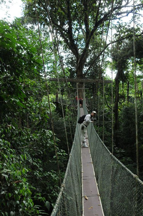 mulu national park canopy walk