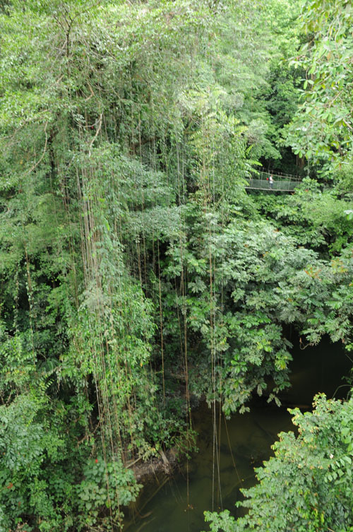 mulu national park canopy walk