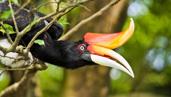 KL Bird Park tour