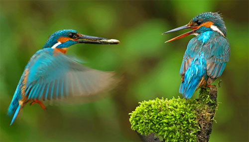 Labuan Bird Park