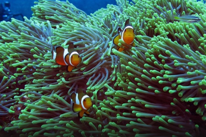 Snorkeling in Redang