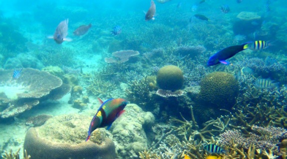 Tioman Paya Beach Resort Package