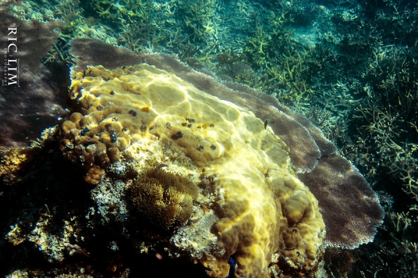 Snorkeling in Redang Coral Garden