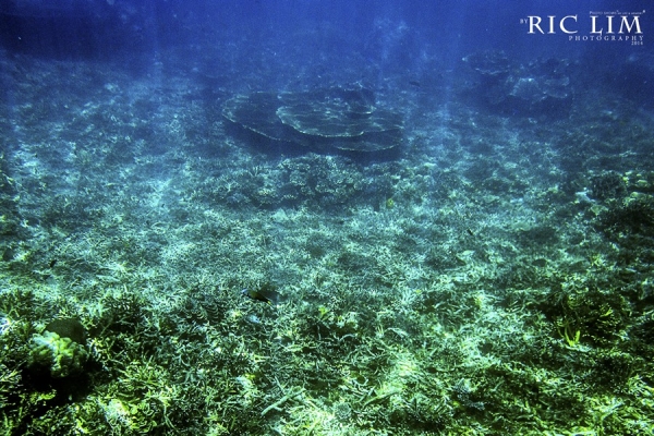 Snorkeling in Redang Coral Garden