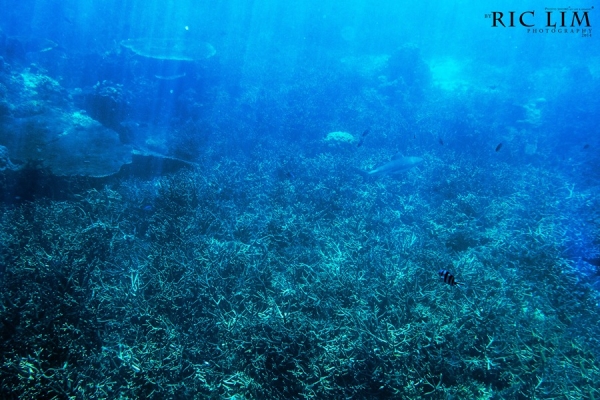 Snorkeling in Redang Coral Garden