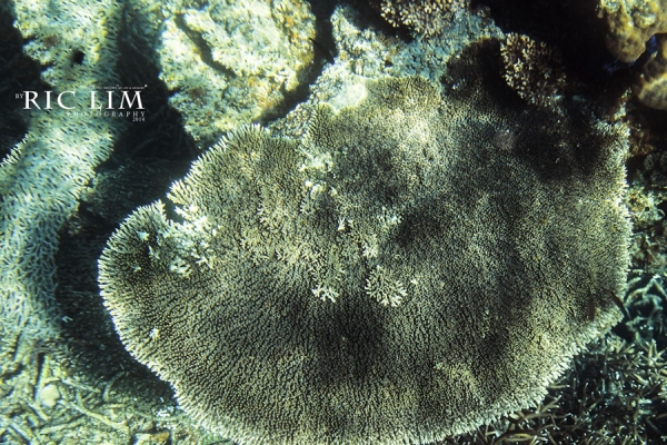 Snorkeling in Redang Coral Garden