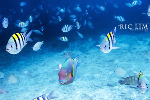 Snorkeling in Redang Marine Park 5