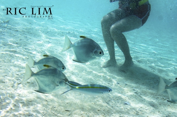 Snorkeling in Redang Marine Park