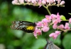 KL Butterfly Park tour