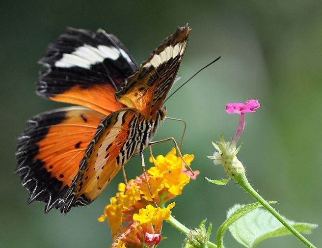 Kipandi Butterfly Park