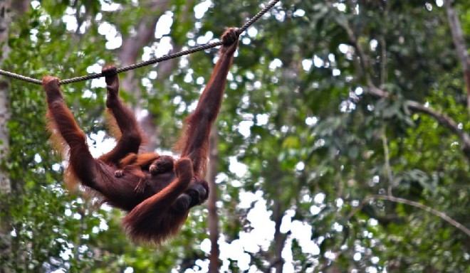 Semenggoh Nature Reserve