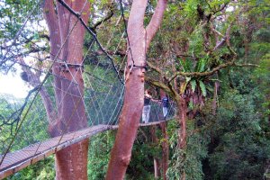 canopy walk at poring hot spring