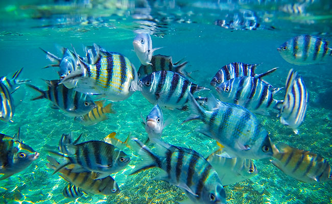 Snorkeling in Redang Marine Park