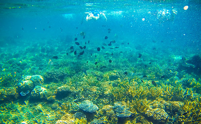 Snorkeling in Redang Marine Park