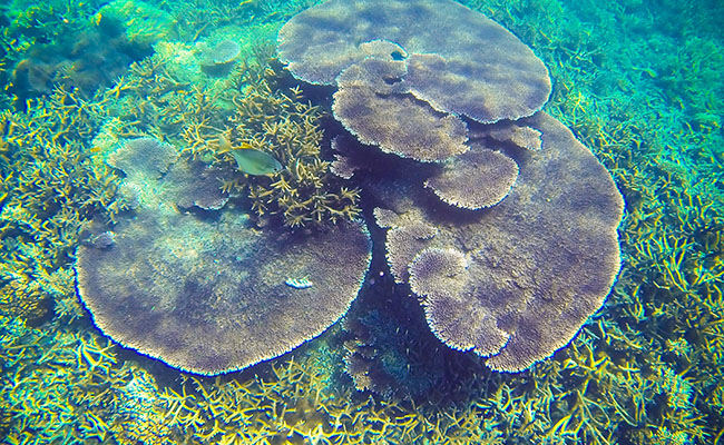 Snorkeling in Redang Marine Park