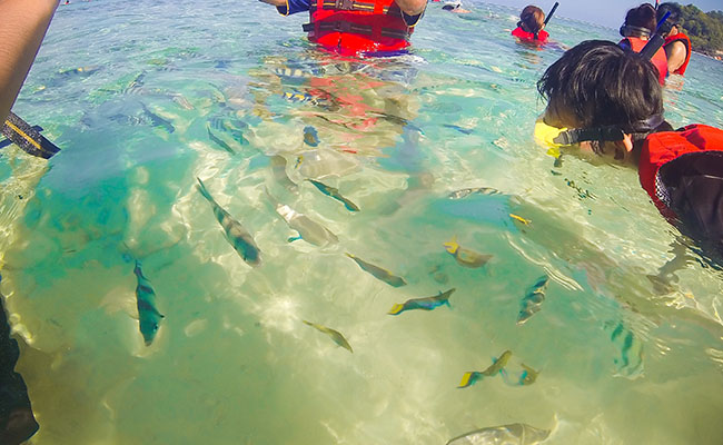 Snorkeling in Redang Marine Park