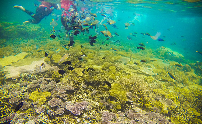 Snorkeling in Redang Marine Park