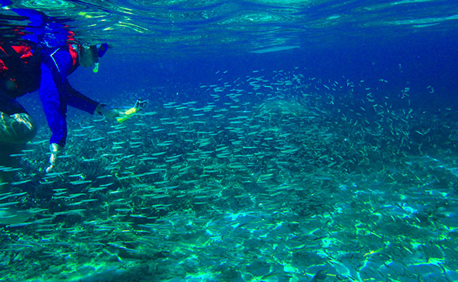 Snorkeling in Redang Marine Park