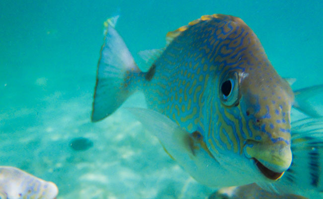 Snorkeling in Redang Marine Park