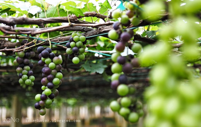 Beris Lake Vineyard